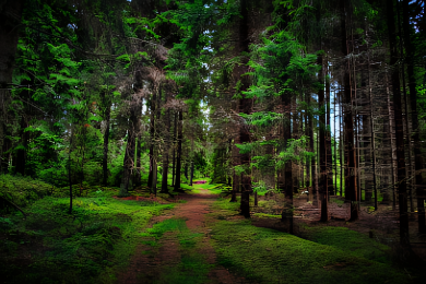 picture of a forest