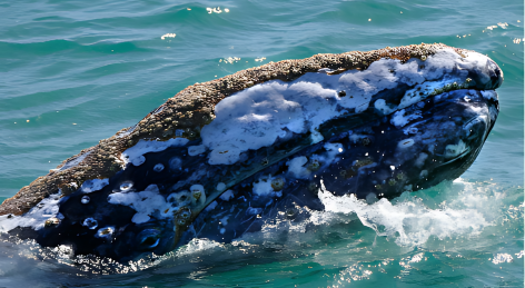 picture of a whale